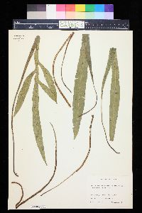 Blechnum patersonii image