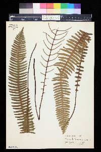 Blechnum spicant image