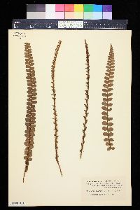 Blechnum fluviatile image