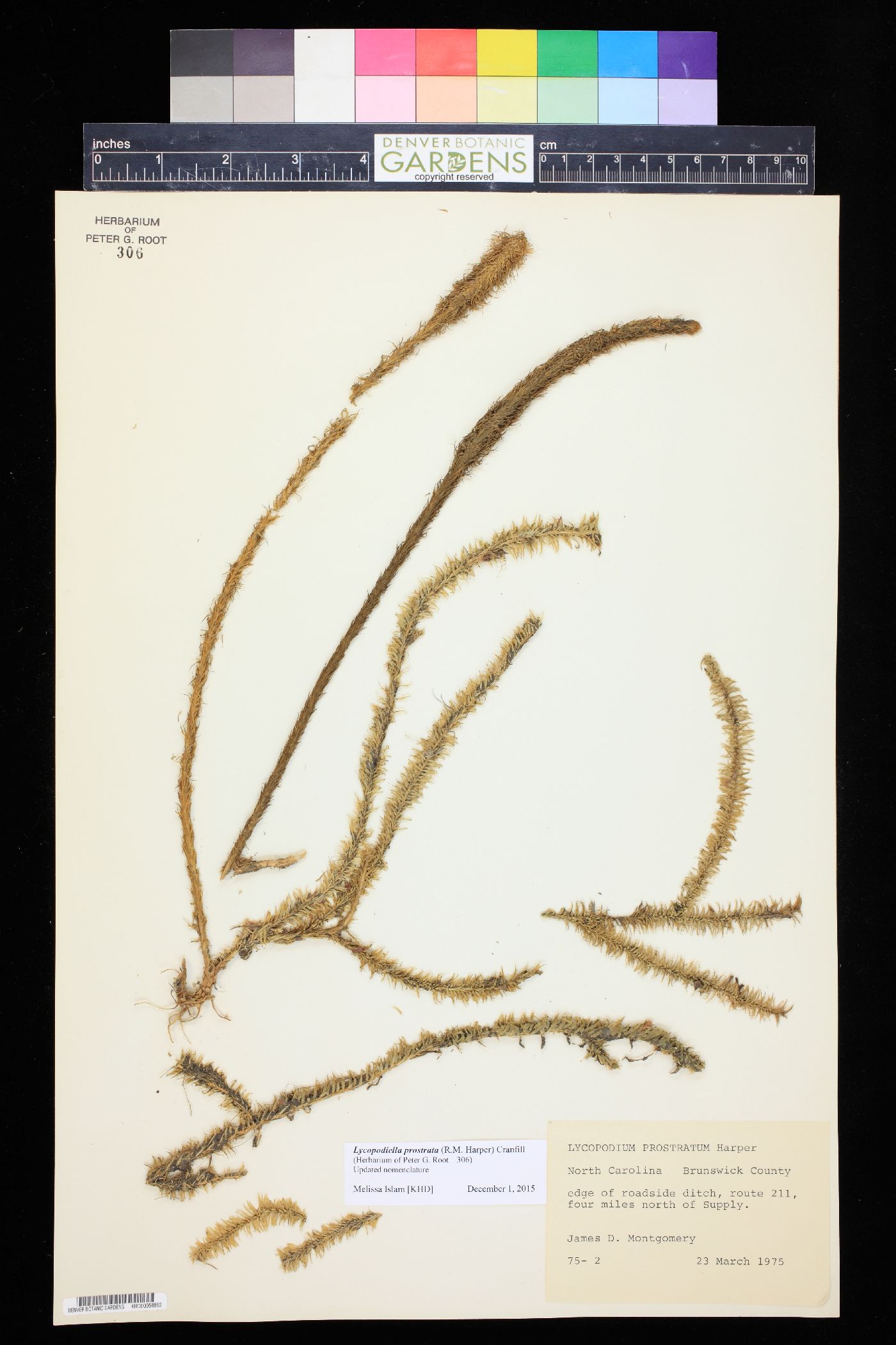 Lycopodiella prostrata image