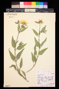 Image of Helianthus pumilus