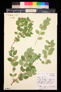 Symphoricarpos occidentalis image