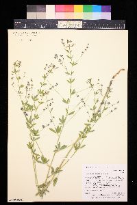 Pediomelum tenuiflorum image