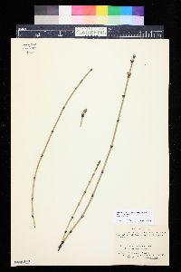 Image of Equisetum × mackayi