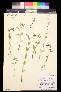 Epilobium hornemannii image