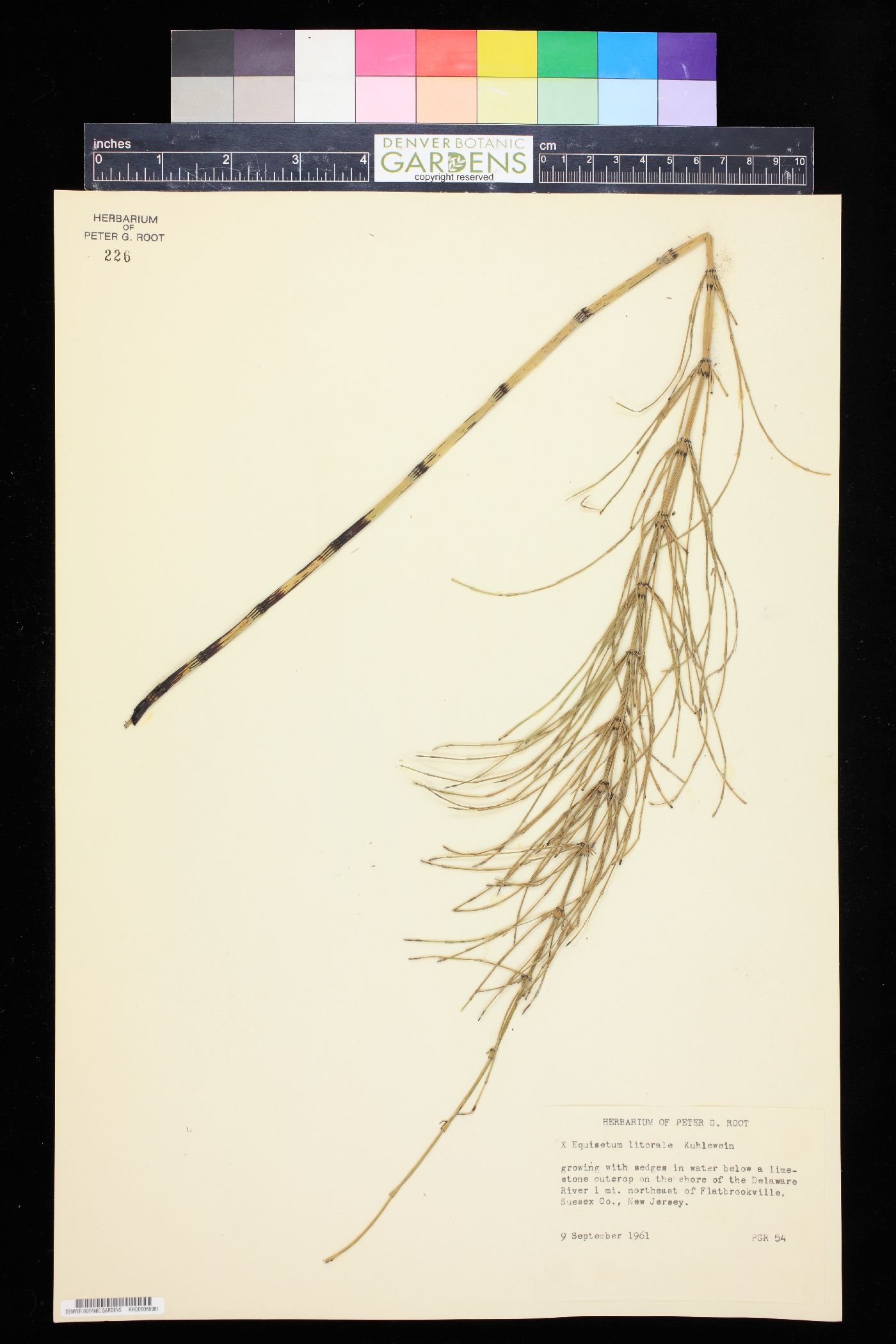 Equisetum × litorale image