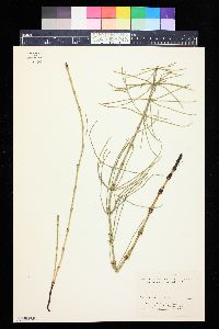 Equisetum palustre image