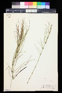 Equisetum palustre image