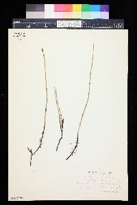 Equisetum palustre image