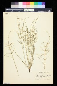 Equisetum palustre image