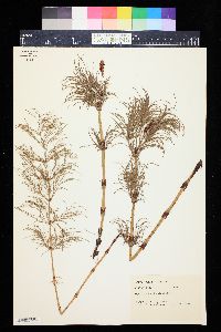 Equisetum sylvaticum image