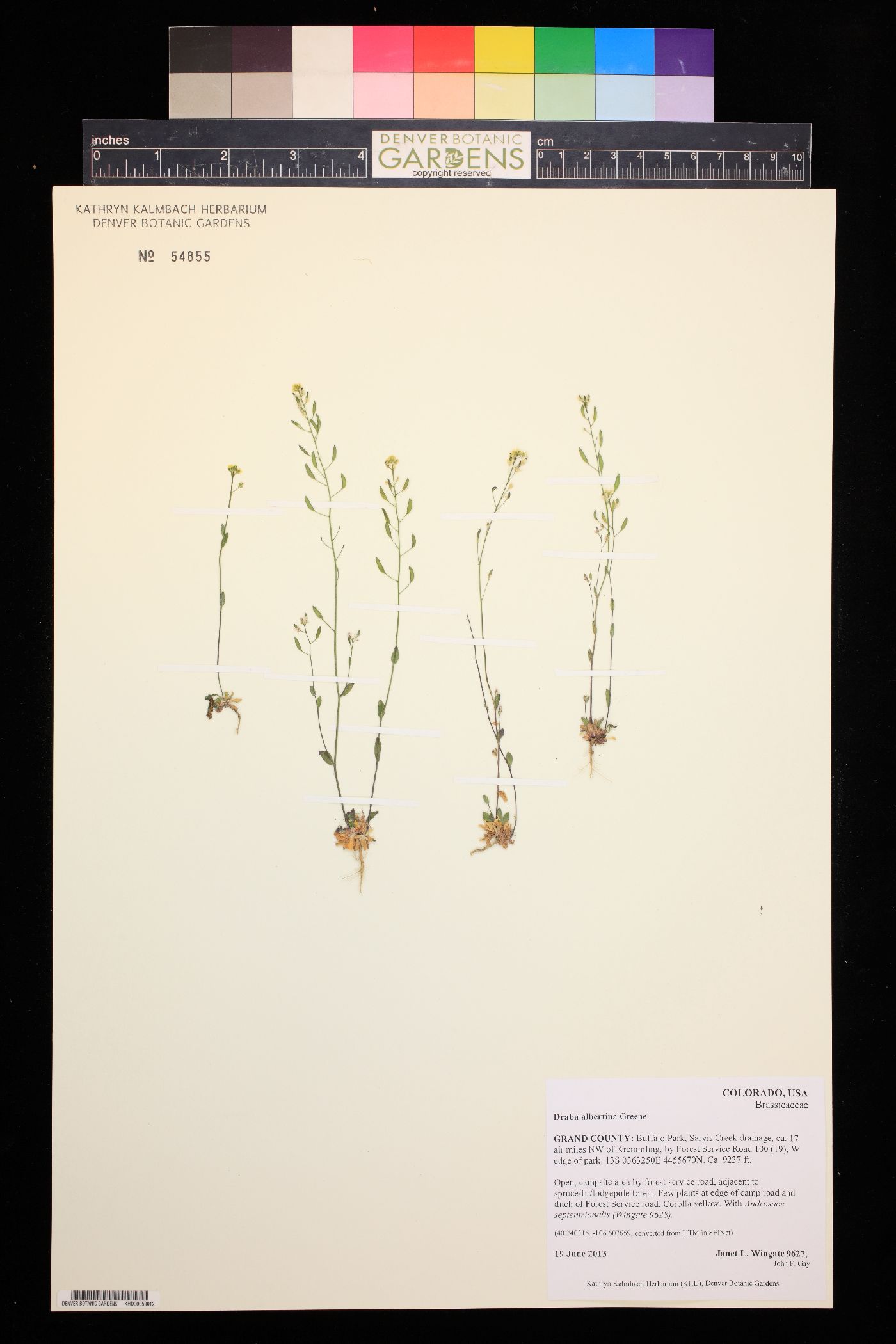 Draba albertina image