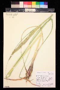 Spartina pectinata image