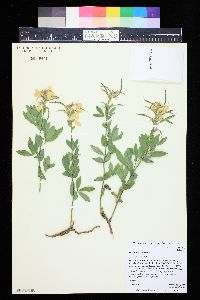 Thermopsis montana image