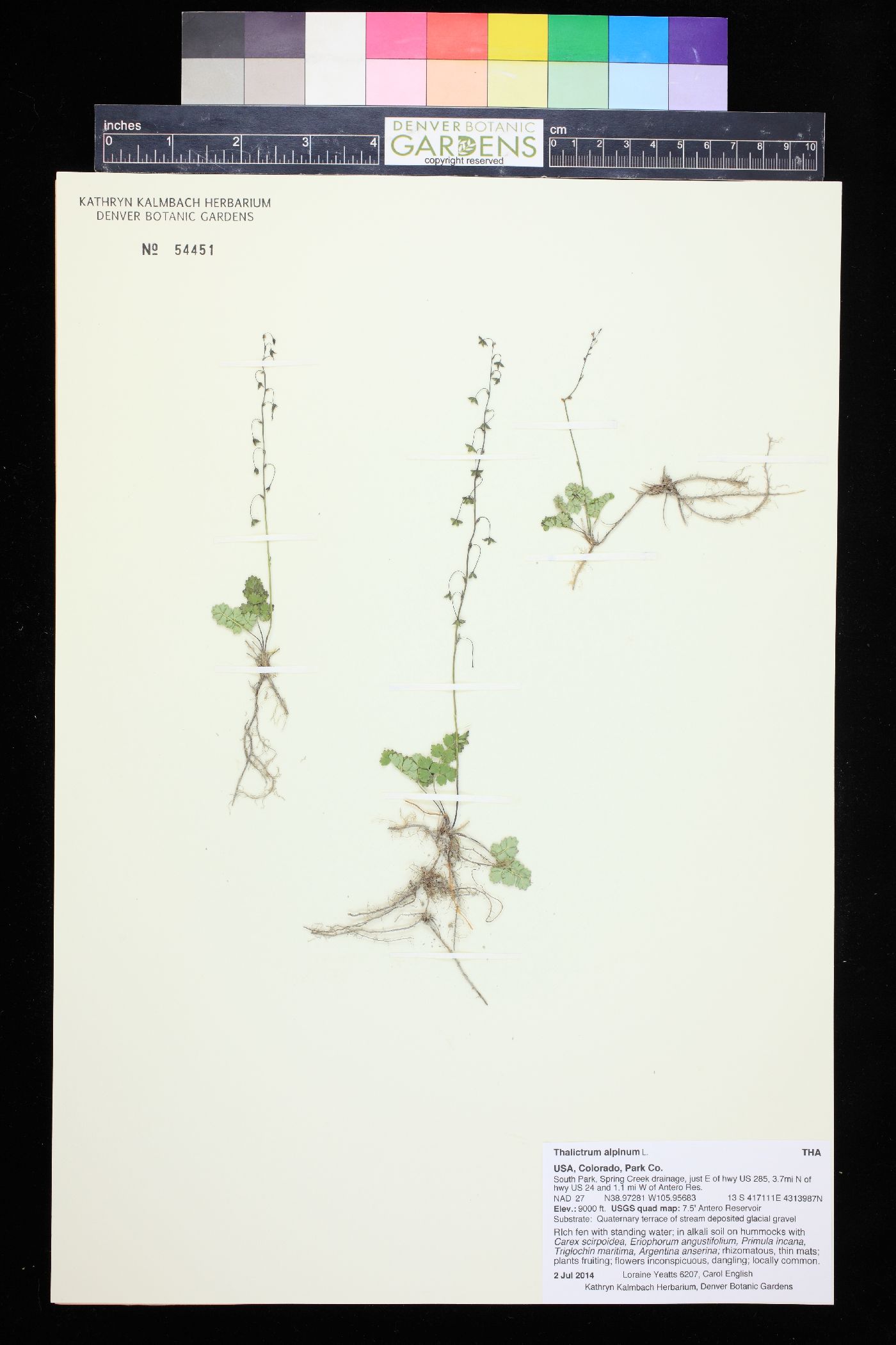 Thalictrum alpinum image