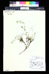 Draba aurea image