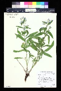 Mertensia lanceolata image