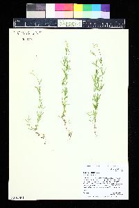 Stellaria longipes image