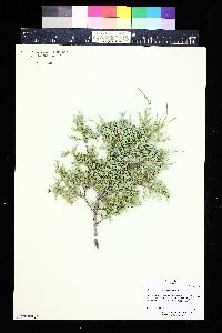 Juniperus scopulorum image