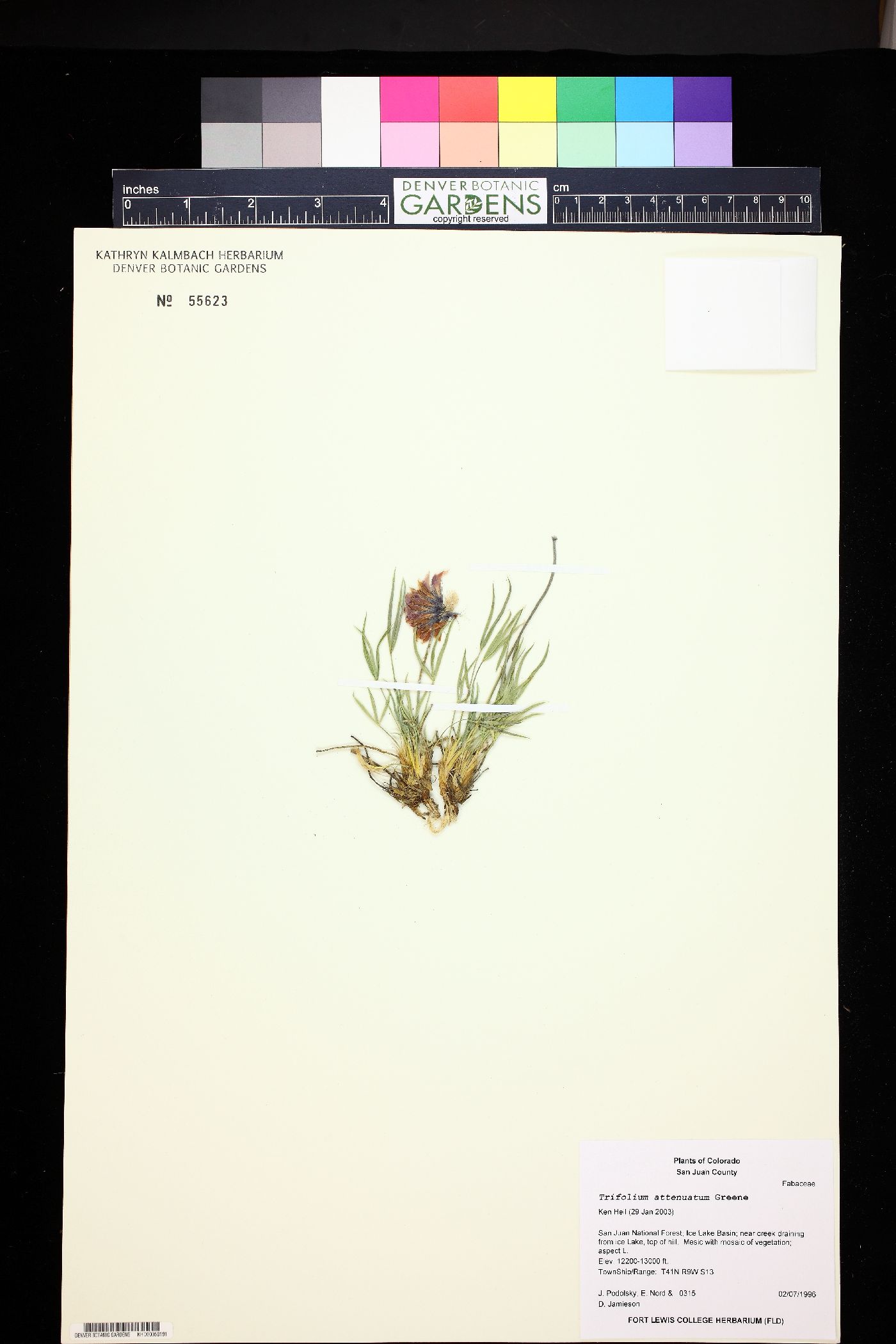 Trifolium attenuatum image