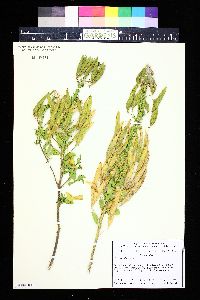 Polanisia dodecandra image