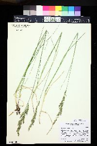 Lolium arundinaceum image