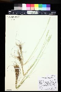 Pascopyrum smithii image