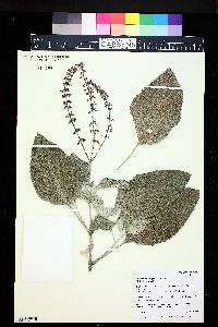 Plectranthus argentatus image