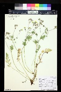 Erodium chrysanthum image