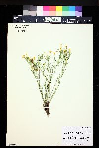 Lithospermum multiflorum image