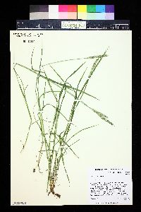 Alopecurus aequalis image