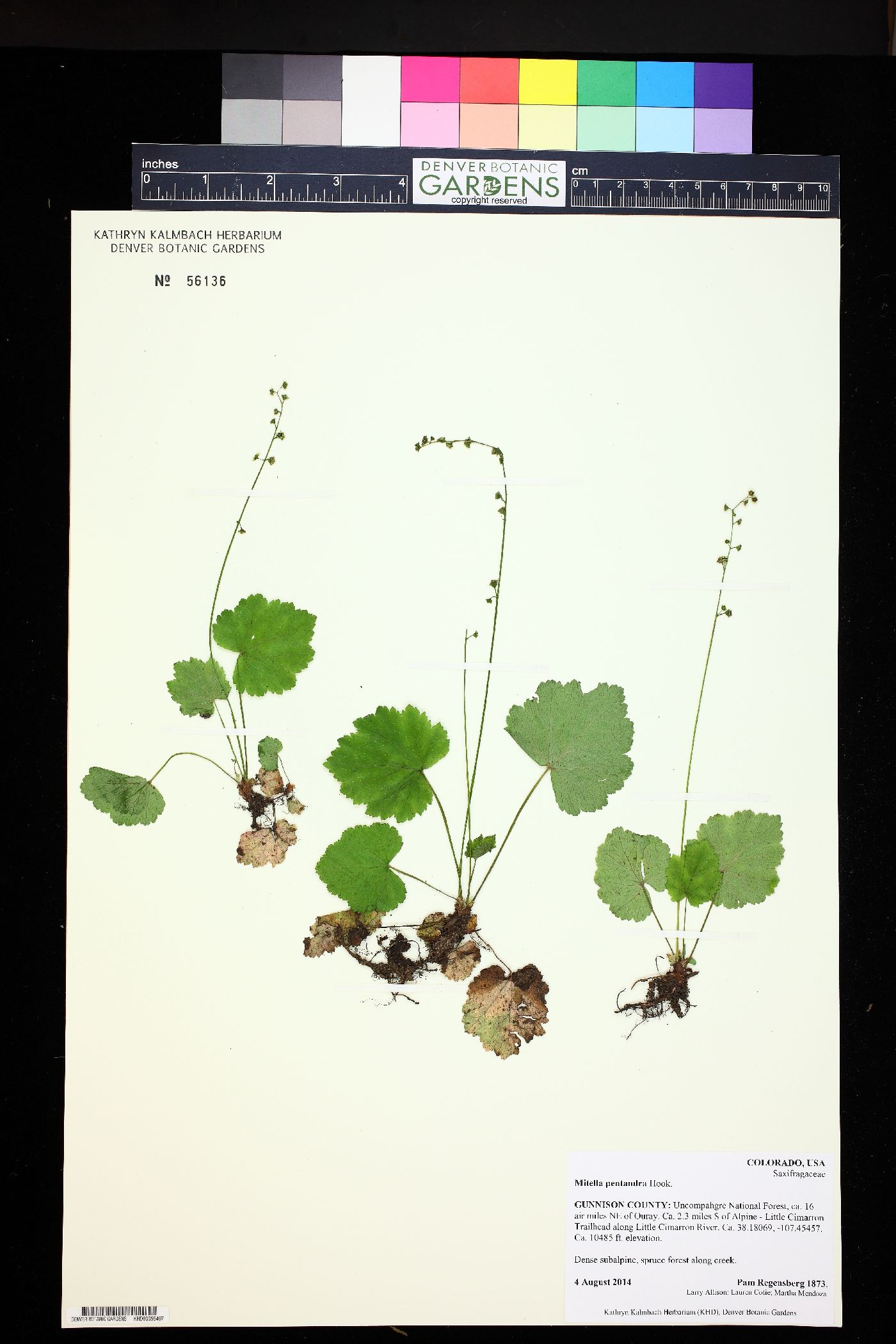 Mitella pentandra image