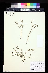 Portulaca oleracea image