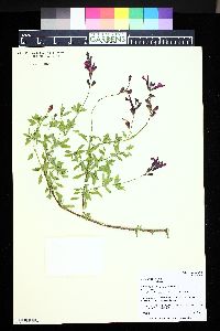 Salvia greggii image