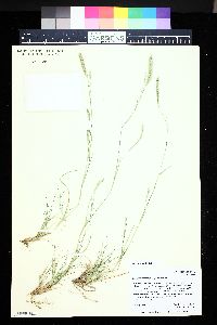 Lycurus setosus image