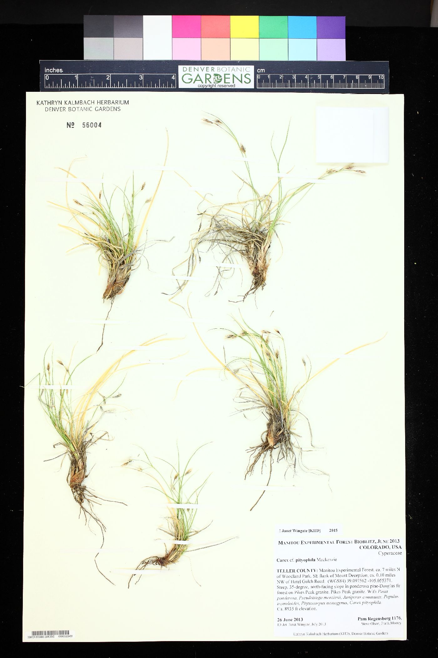 Carex pityophila image