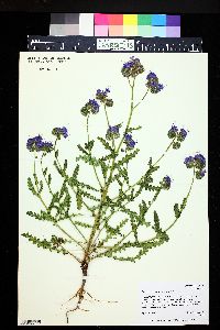 Phacelia crenulata image