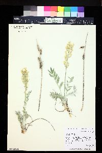 Oxytropis sericea image