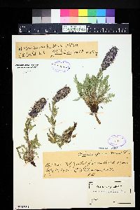 Phacelia sericea var. sericea image