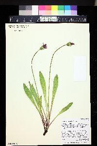 Agoseris aurantiaca image