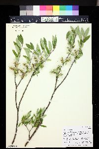 Salix brachycarpa image