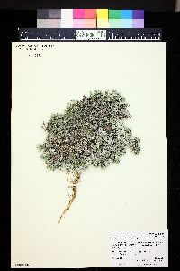 Phlox hoodii subsp. canescens image