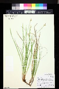 Carex geyeri image