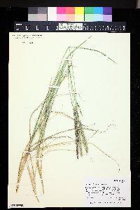 Calamagrostis purpurascens image