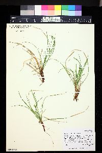 Carex deflexa image