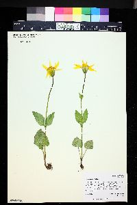 Arnica cordifolia image