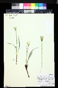 Agoseris parviflora image