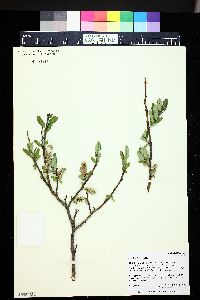 Salix brachycarpa image