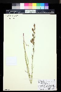 Penstemon comarrhenus image