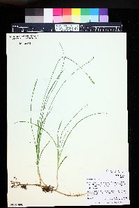 Carex siccata image